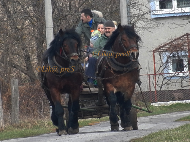 Dundović na današnjoj voži zaprežnih kola/Snimio Marko Čuljat                                                                                                                                                                                             
