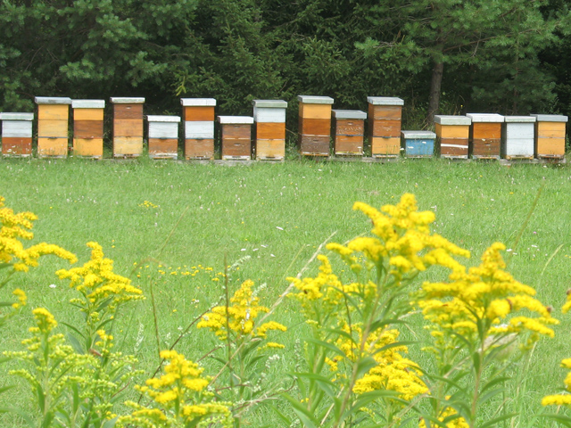 Pčele na paši u Lici                                                                                                                                                                                                                                      