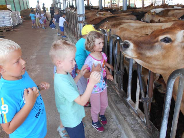 MAlišani na farmi krava na Vedrinama u Metku/Foto DV Pahuljica                                                                                                                                                                                            