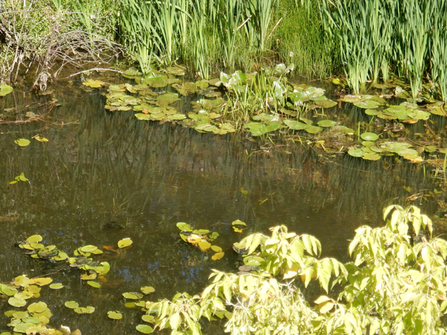 Zamutila se i Novčica                                                                                                                                                                                                                                     