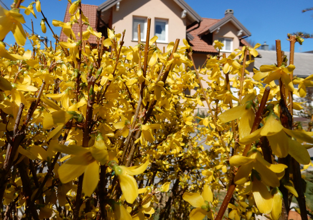Forzicija u mome dvorištu/Foto Lika press Gospić                                                                                                                                                                                                          