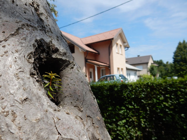 Sadnica tise na ogranku jabuke                                                                                                                                                                                                                            