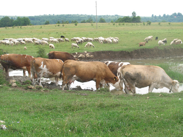 Podlapačaka lokva služ iveć stoljećima/Foto arhiva Lika pressa Gospić, snimiio Marko ČULJAT                                                                                                                                                               