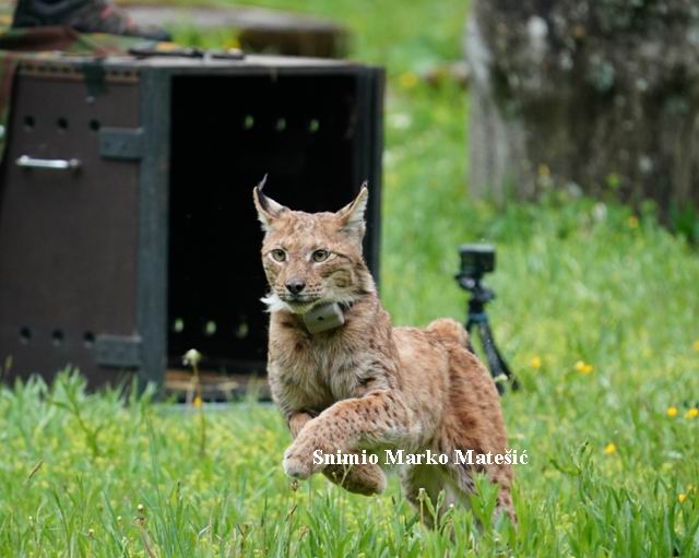 Puštanje risa Pino u Štirovači na Sjevernom Velebitu/Snimio Marko Matešić                                                                                                                                                                                 
