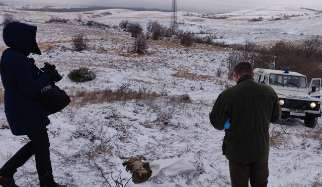 Očevid tovanja predatora u Mazinu/Foto Biom                                                                                                                                                                                                               