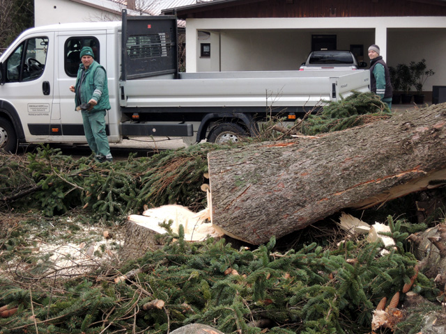 Panj stabla koje je danas oštetio grom/Snimila Martha Miletić                                                                                                                                                                                             