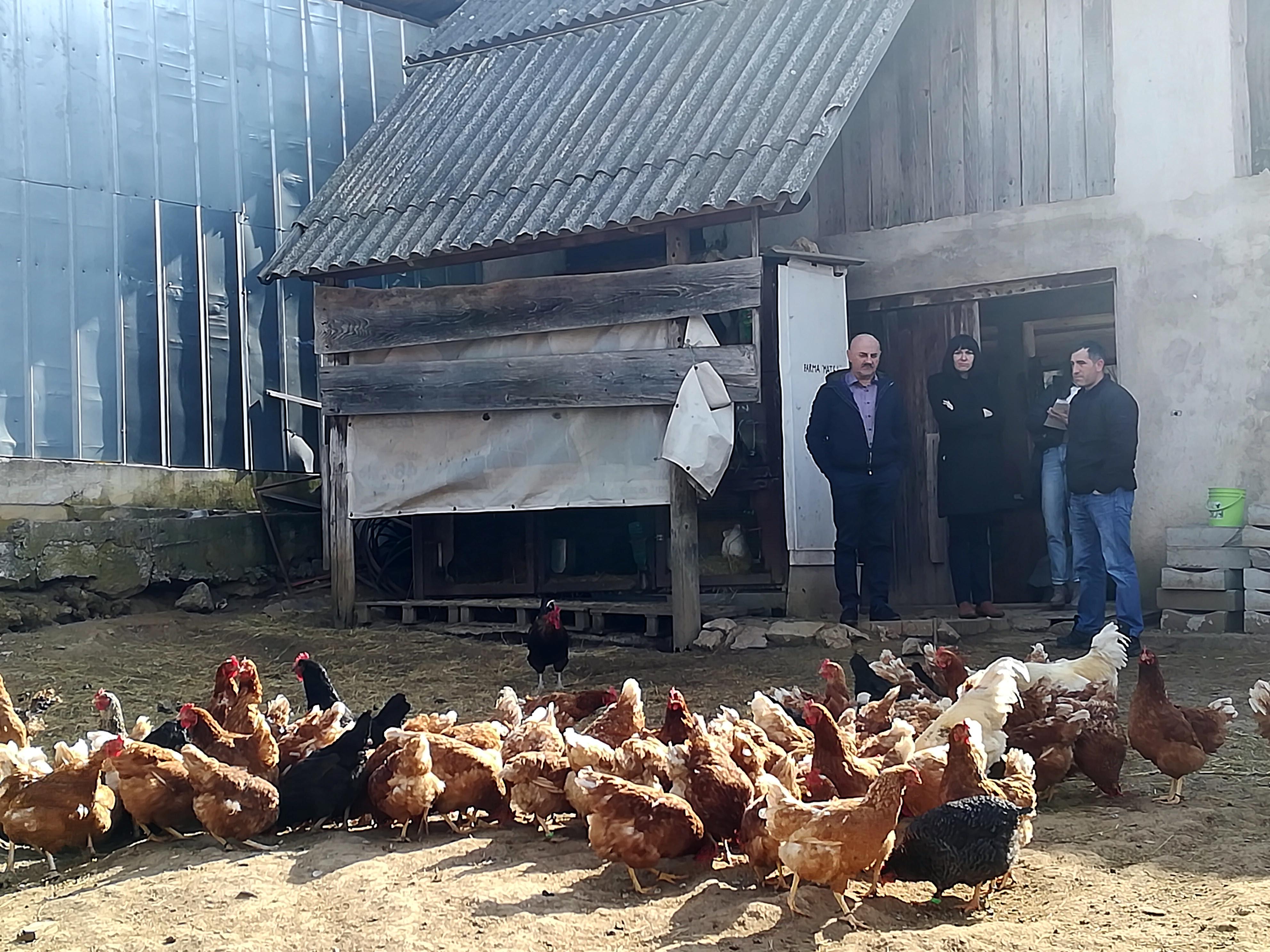 Čelnici Gospića na nekoj farmi peradi                                                                                                                                                                                                                     
