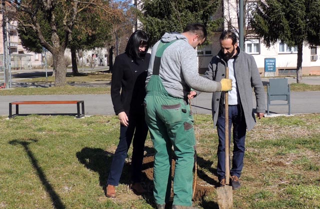 Sadnja breze u Ličkom Osiku                                                                                                                                                                                                                               