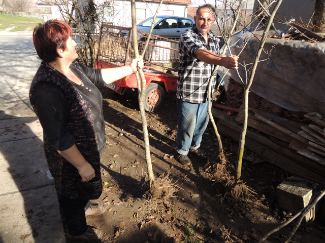 U isčekivanju kupaca za pripremljene sadnice/Snimio MArko Čuljat                                                                                                                                                                                          