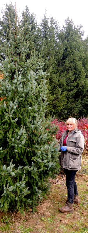 rasadnik gospić pančićka