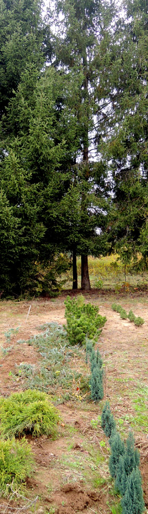 pančićeva omorika Gospić