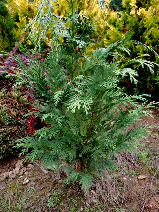 rasaadnik gospić tuja